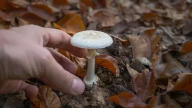 90 टक्के लोकांना माहिती नाही, विषारी मशरूम कसा ओळखा? जाणून घ्या