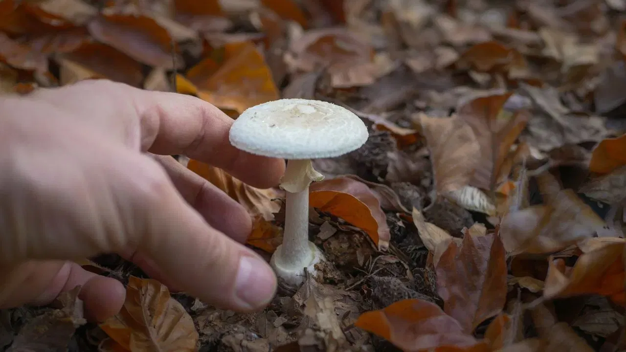 90 टक्के लोकांना माहिती नाही, विषारी मशरूम कसा ओळखा? जाणून घ्या 90 टक्के लोकांना माहिती नाही, विषारी मशरूम कसा ओळखा? जाणून घ्या