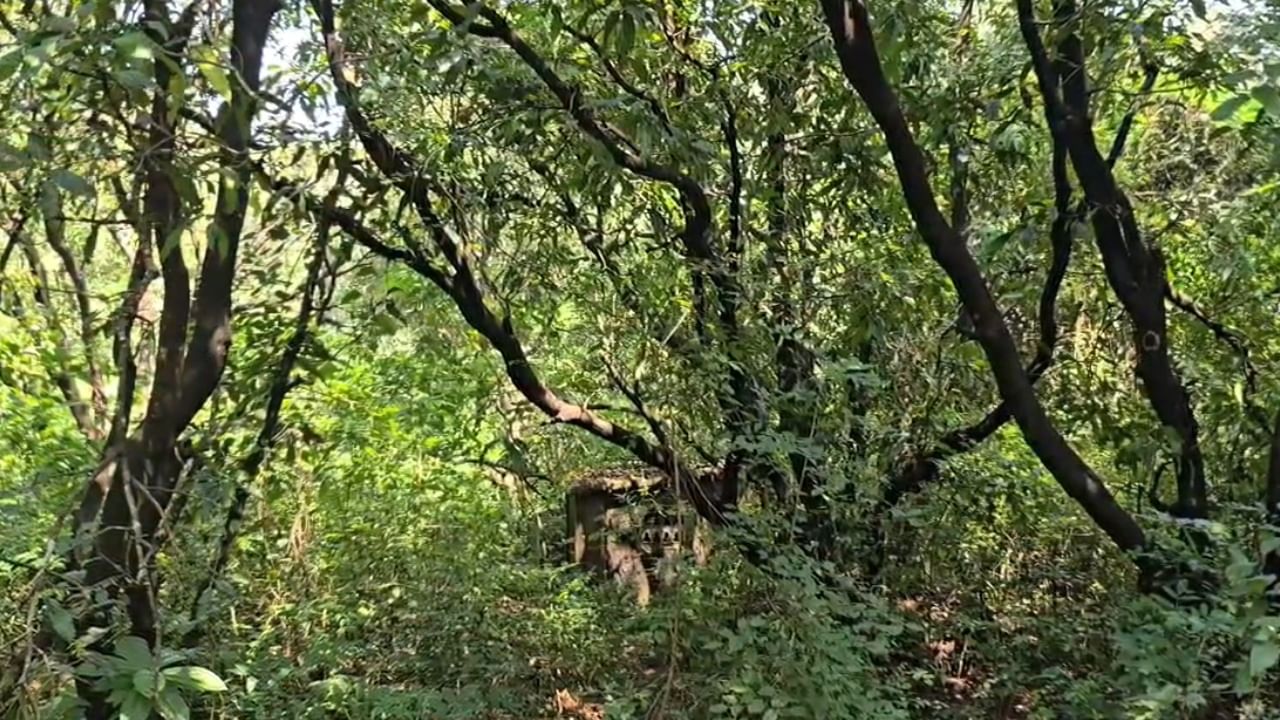 या लिलावात समाविष्ट असलेल्या चार भूखंडांचे एकूण क्षेत्रफळ सुमारे २१,७८४ चौरस मीटर (१७१, १०,४२०, ८,९५३, आणि २,२४० चौरस मीटर) असे आहे. 