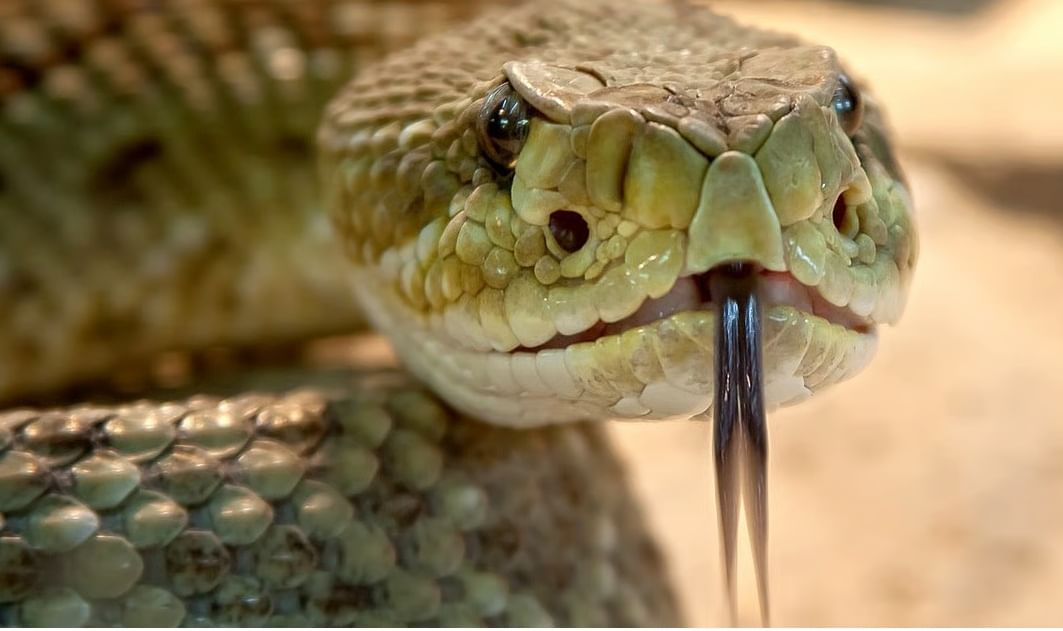 आक्रीत घडलं, साप चावताच तरुणाची वाचाच गेली, डॉक्टरही हादरले