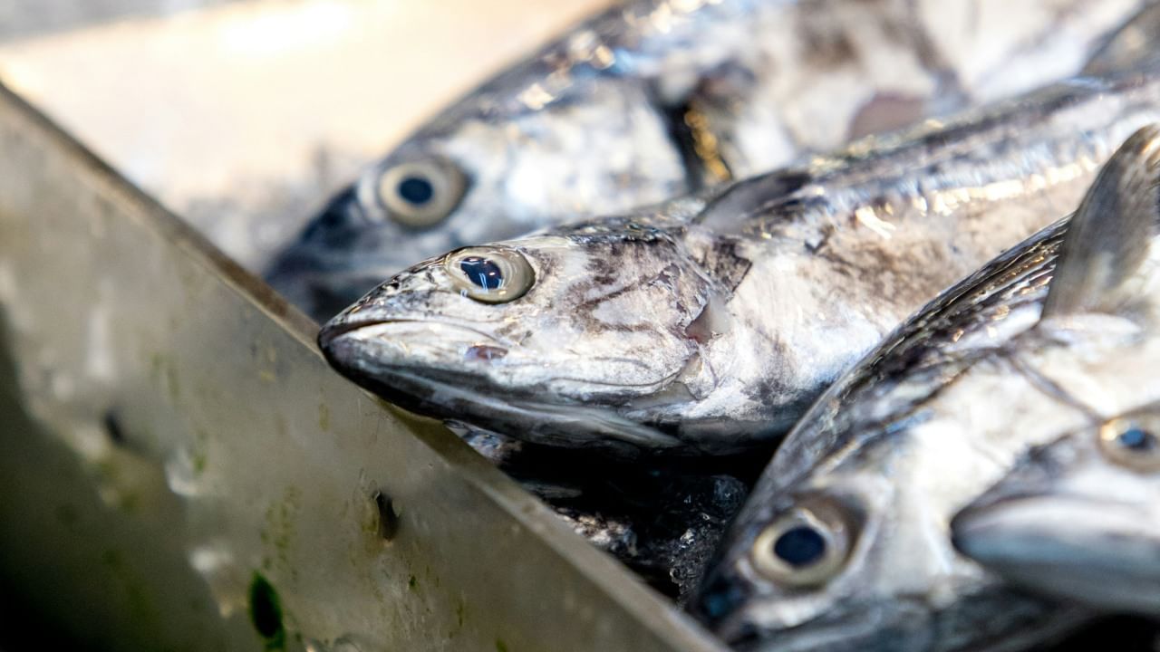 तसेच खोल समुद्रात मासेमारी करताना जाळ्यात चुकून काही वेळा माशांची पिल्ले अडकतात. त्यामुळे मासेमारीत ३० टक्क्यांपेक्षा जास्त पिल्ले सापडली, तरच संबंधितांवर कारवाई करावी, अशी मागणी मच्छीमारांनी केली आहे. त्यासोबत पिल्लांची विक्री व खरेदी करणाऱ्यांवरही दंडात्मक कारवाई व्हावी, अशी मागणीही  मच्छीमारांनी केली आहे.