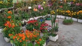 थंडीत फुलांची झाडे टवटवीत होतील, ‘या’ टिप्स जाणून घ्या