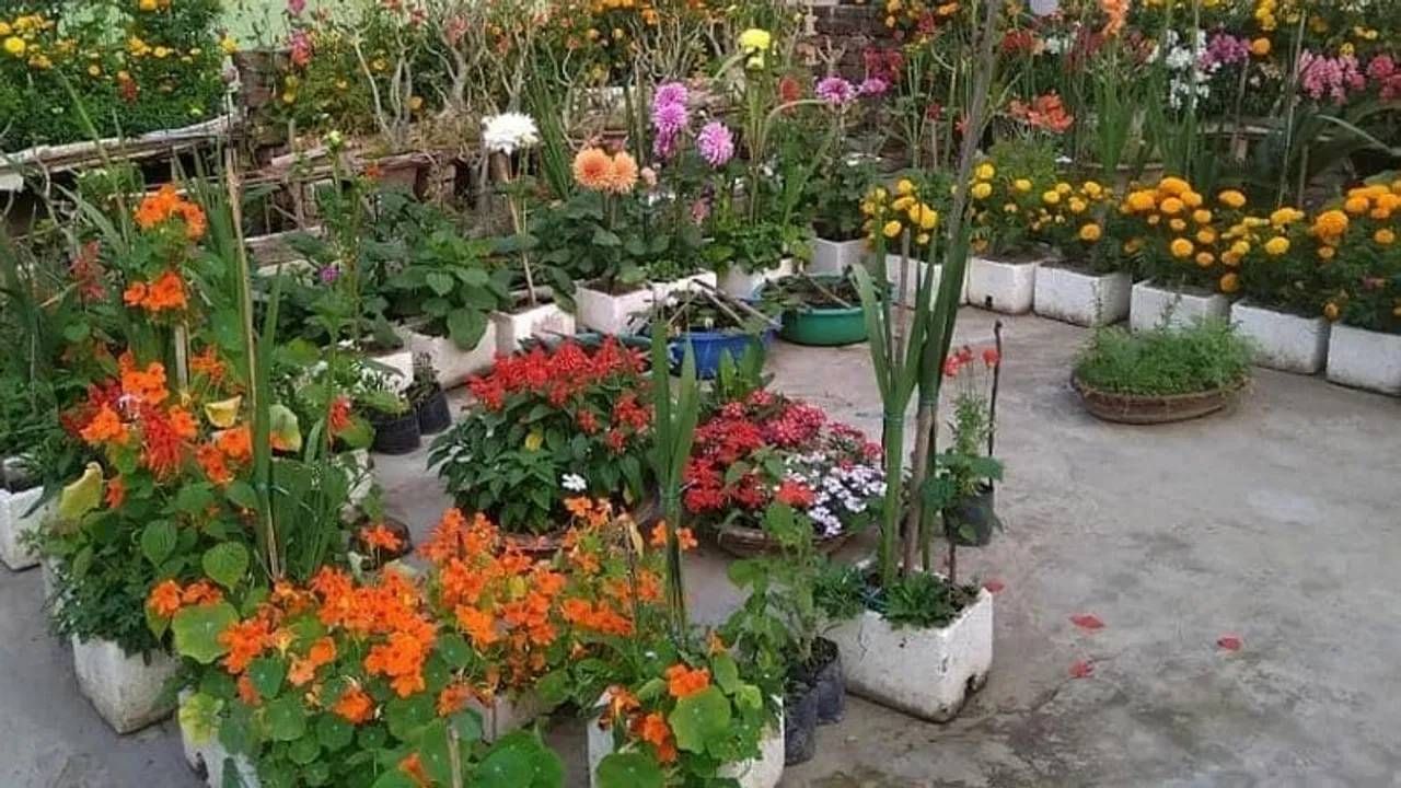 थंडीत फुलांची झाडे टवटवीत होतील, ‘या’ टिप्स जाणून घ्या थंडीत फुलांची झाडे टवटवीत होतील, ‘या’ टिप्स जाणून घ्या