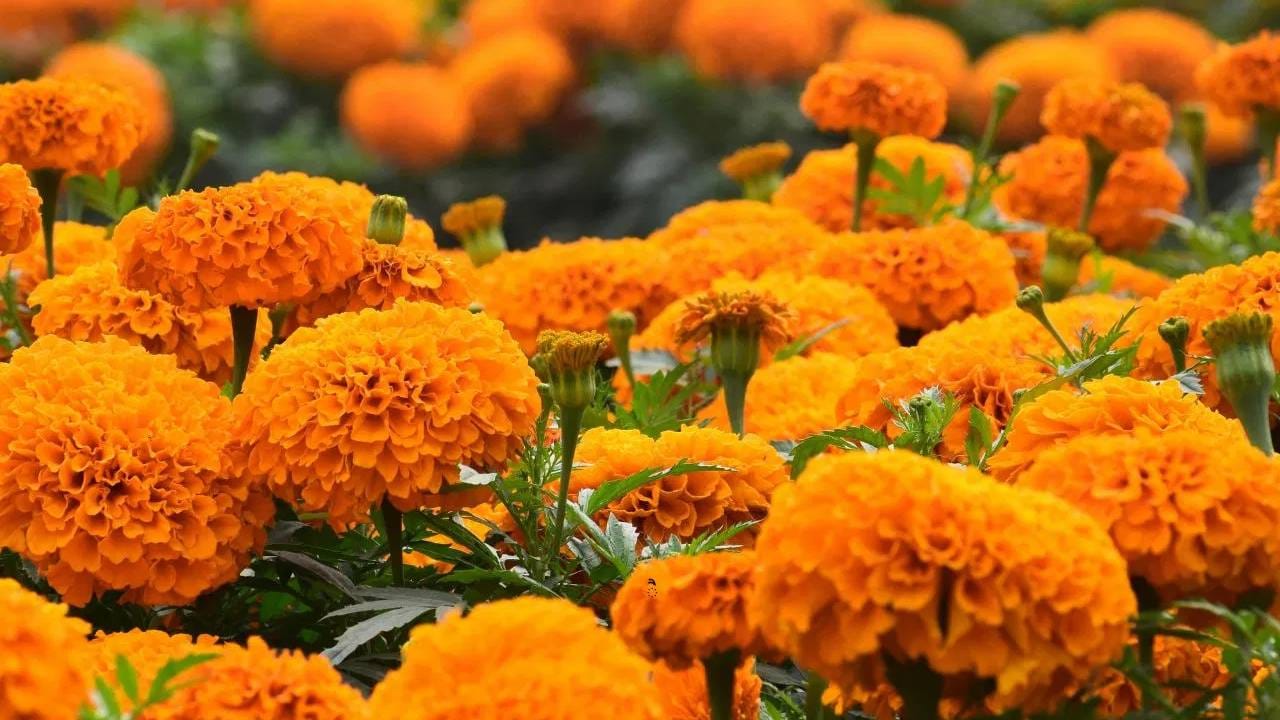 हिवाळ्यात तुमची बाल्कनी फुलांनी बहरावी असे वाटतंय तर लावा ‘ही’ 5 फुलांची रोपं