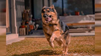 Pune Crime : कुत्रा मागे लागल्याने घाबरला, इमारतीवरून खाली पडला, इलेक्ट्रिशियनचा दुर्दैवी मृत्यू