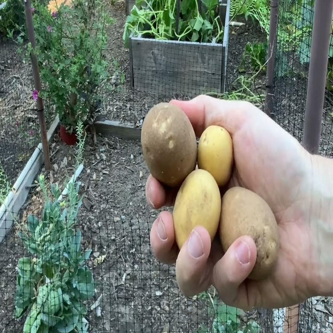 लसूण आणि कांदा : केतू ग्रहाचा संबंध लसूण आणि कांद्याशी असल्याचे मानले जाते. जर तुम्ही तुमच्या शेजाऱ्याला लसूण किंवा कांदे उधार दिले तर तुमच्या घराची समृद्धीवर परिणाम होतो असे म्हटले जाते.