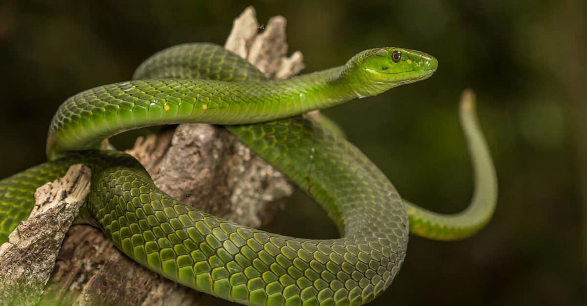 Green Mamba : ग्रीन मांबा वृक्षांवर राहणाऱ्या सापांच्या अनेक प्रजातींपैकी एक साप आहे.हे साप पूर्व आफ्रिकेच्या किनारपट्टीच्या रेन फॉरेस्टमध्ये राहतात. ते चमकदार हिरव्या रंगाचे असतात. ते सात फूट लांबीपर्यंत वाढतात. ब्लॅक मांबा आणि ग्रीन मांबा हे वायपर कुटुंबातील अत्यंत विषारी साप आहेत.हे साप पक्ष्यांची अंडी, लहान पक्षी, वटवाघुळ, उंदीर आणि उंदीर खातात.