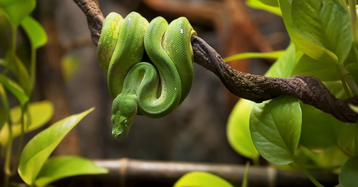  Rough Green Snake : हिरवे साप हे आग्नेय युनायटेड स्टेट्समध्ये आढळतात. ते पातळ शरीराचे आणि चमकदार हिरव्या रंगाचे असतात. हे साप ३२ इंच लांबीपर्यंत वाढतात. ते विषारी नसतात आणि मानवांसाठी कोणताही धोका निर्माण करत नाहीत. त्यांच्या लहान आकारामुळे हे हिरवे साप कोळी, टोळ आणि कीटकांसारखे लहान प्राणी खातात. ते नद्या किंवा गोड्या पाण्याच्या इतर स्रोतांजवळ सामान्यपणे आढळतात.