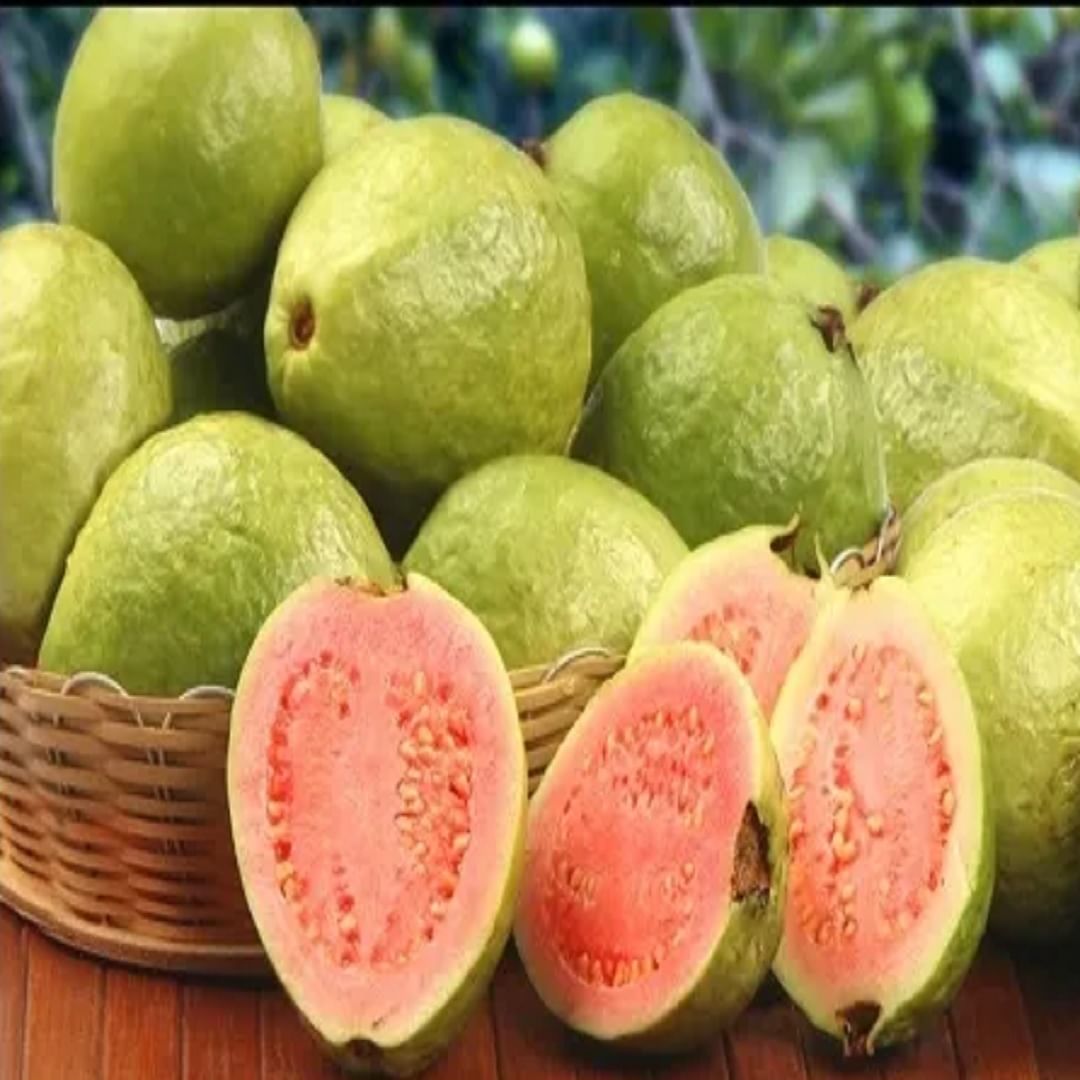  सगळीच फळं आपल्याला भरपूर फायदा देतात. त्यातील एक महत्त्वाचं फळ म्हणजे पेरू. कारण पेरू जितका चविष्ट आहे तितकाच तो आरोग्यासाठीही फायदेशीर आहे. त्यात व्हिटॅमिन सी, फायबर, पोटॅशियम, अँटीऑक्सिडंट्स आणि व्हिटॅमिन ए, बी६ आणि फोलेट भरपूर प्रमाणात असते, जे शरीराला असंख्य फायदे देतात. 