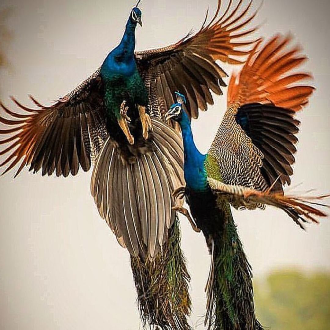  पाळीव असणाऱ्या मोरांचे आयुष्य थोडे जास्त असते. योग्य अन्न आणि संरक्षण, काळजीमुळे ते 25 वर्षे किंवा त्याहून अधिक जगू शकतात.