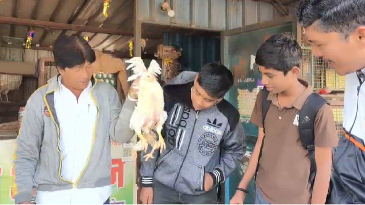 जगात अनेक आश्चर्य ,वेगळ्या अतरंगी घटना घडत असतात. कधी कधी त्या पाहून आश्चर्य वाटतं तर कधी विस्मयाने तोंड उघडंच राहतात. असाच एक अतरंगी प्रकार पुणे जिल्ह्यातील शिरूर तालुक्यात घडला आहे. तेथील शिक्रापूर गावात चक्क 4 पायांची कोंबडी आढळून आली आहे. ही बातमी ऐकताच गावात एकच खळबळ माजली. आणि सर्वांनीच ती कोंबडी पाहण्यासाठी प्रचंड गर्दी केली.