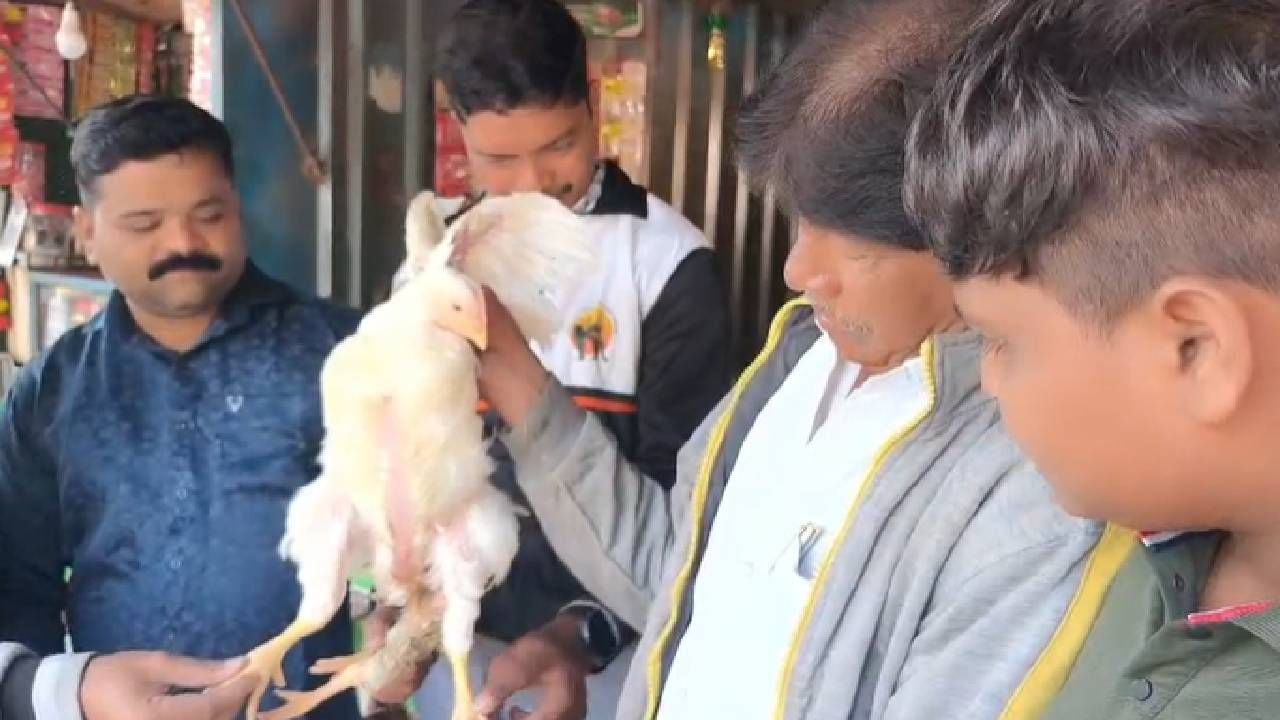 अशी अनोखी 4 पायांची कोंबडी दिसल्याने सर्वांना आश्चर्याचा धक्का बसला असून गावात जळी-स्थळी-काष्ठी-पाषाणी, थोड्क्यात सगळीकडेच या 4 पायांच्या कोंबडीची चर्चा सुरू आहे. तिच्याबद्दल जाणून घेण्यास, हे नेमकं कसं आणि कशामुळे हे समजून घेण्यास अनेक गावकरी उत्सुक आहेत. 