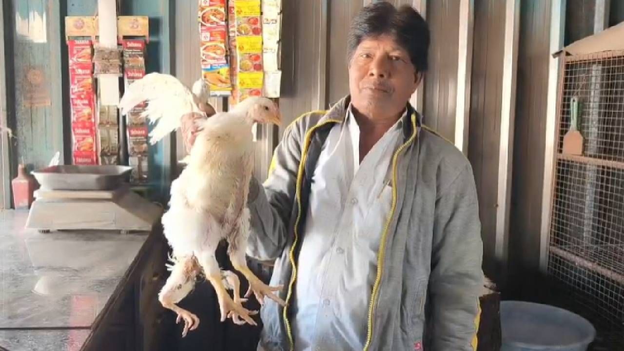 मिळालेल्या माहितीनुसार, शिक्रापूर येथील सिकंदर शेख यांचा चिकनचा व्यवसाय आहे. त्यांच्या दुकानात दररोज सकाळी बॉयलर जातीच्या कोंबड्या विक्रीसाठी येत असतात. पण यावेळेस आलेल्या एका कोंबडीने फक्त दुकानदार शेख यांचंच नव्हे तर दुकानात येणाऱ्या प्रत्येक ग्राहकांचं लक्ष वेधून घेतलं आहे. त्याचं कारणही खूप खास आहे.