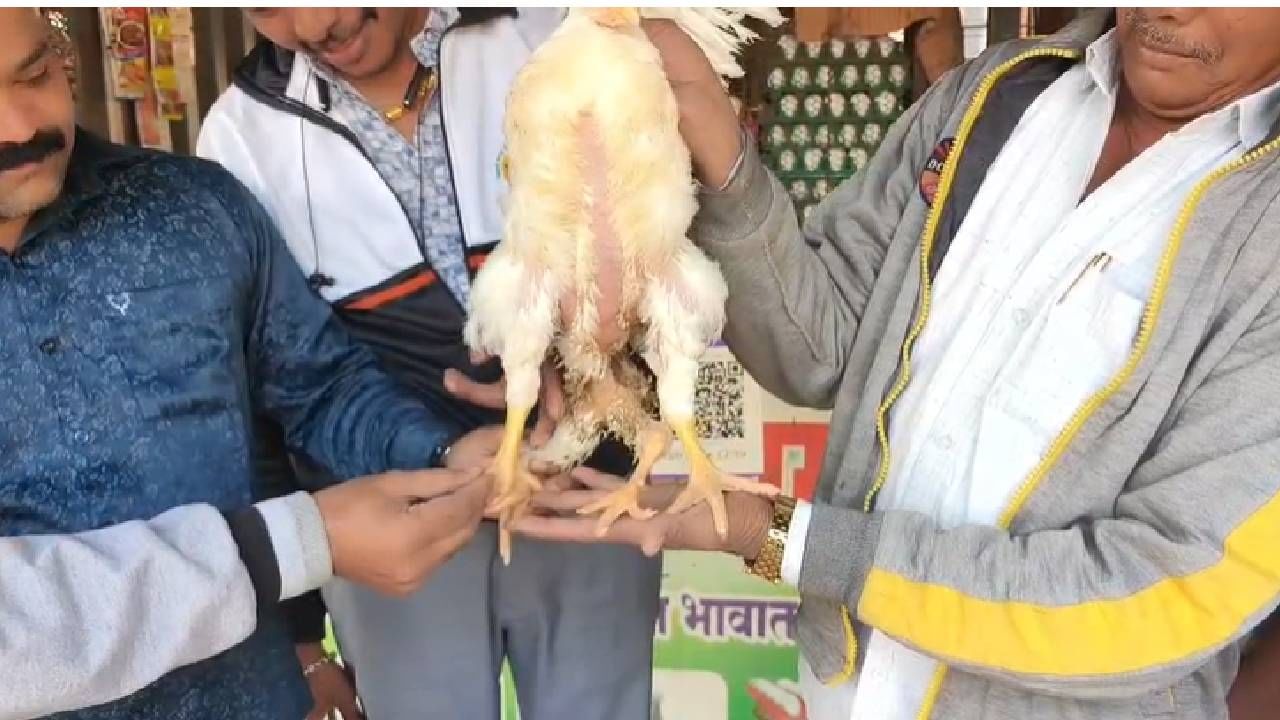 शेख यांच्या दुकानात आलेली ही कोंबडी अशीतशी नव्हे तर खास आहे. कारण या कोंबडीला चक्क 4 पाय आहेत.  अशी कोंबडी आढळल्याने सर्वांनाच याचं आश्चर्य वाटलंय, ही चार पायाची कोंबडी पाहण्यासाठी नागरिकही शेख यांच्या दुकानात मोठी गर्दी करू लागले. मी माझ्या आयुष्यात पहिल्यांदाच अशी चार पायाची कोंबडी पाहिली अशी प्रतिक्रिया दुकानाचे मालक सिकंदर शेख यांनी सांगितलं...