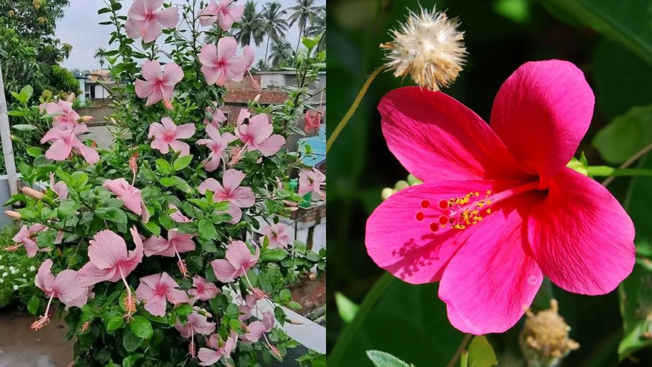 जास्वंदाचे झाड फुलांनी बहरेल, हे सोपे घरगुती उपाय करून बघा