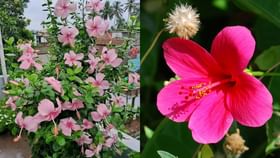 जास्वंदाचे झाड फुलांनी बहरेल, हे सोपे घरगुती उपाय करून बघा