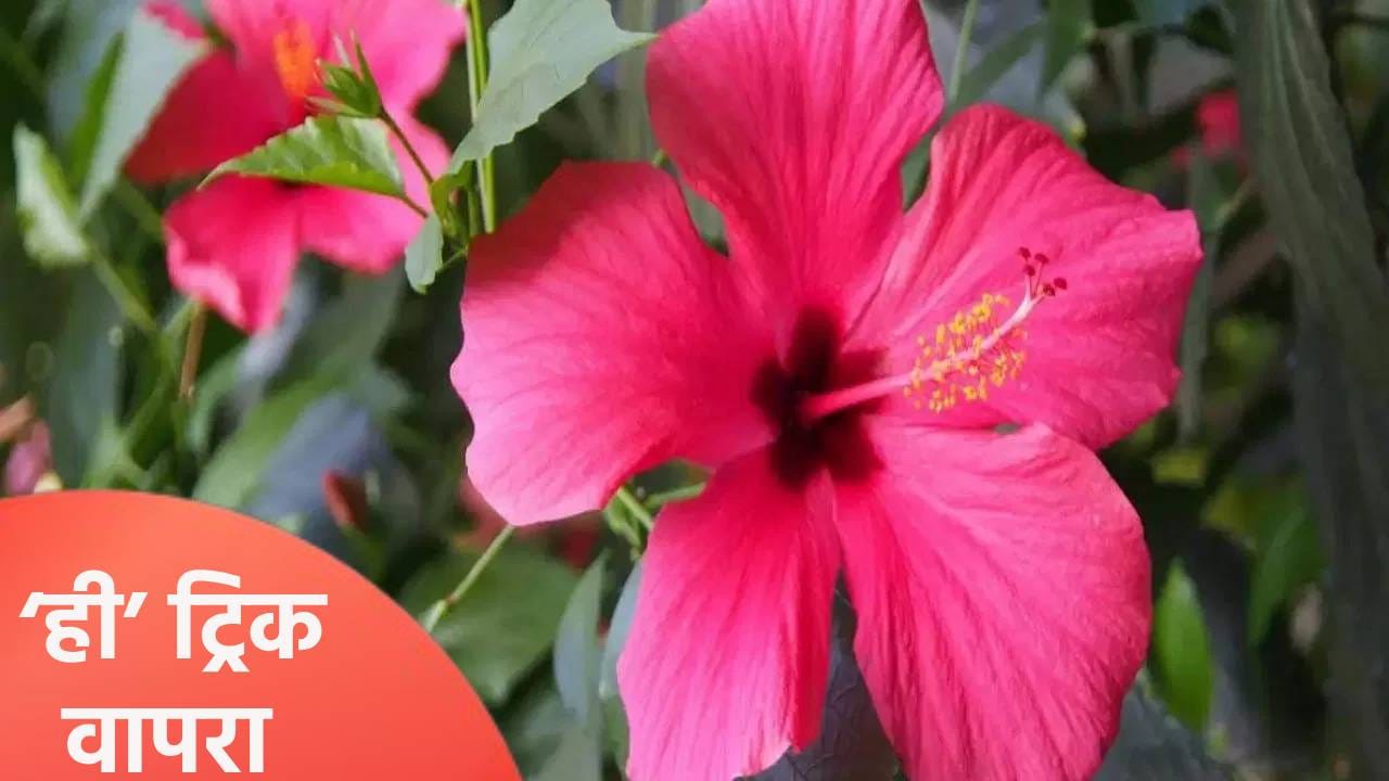 जास्वंदाच्या झाडाला फुले लागत नाहीयेत का? ‘ही’ ट्रिक वापरा जास्वंदाच्या झाडाला फुले लागत नाहीयेत का? ‘ही’ ट्रिक वापरा