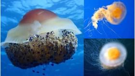 पृथ्वीवरचा अजब जीव, काहीही केलं तरी होत नाही मृत्यू!.