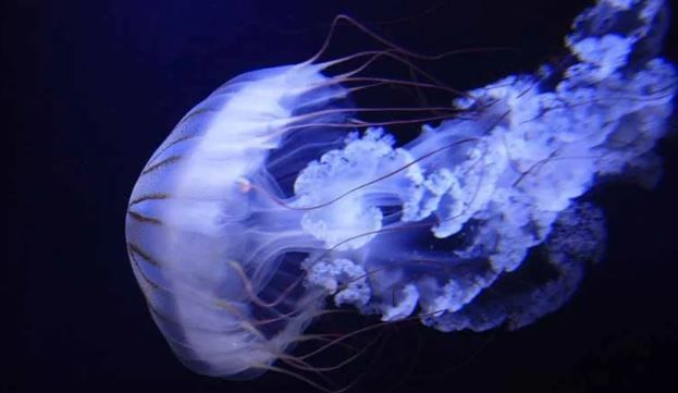 या जगात एखादा जीव जन्माला आला की त्याचा मृत्यू अटळ असतो, असे म्हटले जाते. मानवाने आपल्या बुद्धीच्या जोरावर खूप प्रगती केलेली आहे. परंतु मानवाचाही कधीतरी मृत्यू होतोच.परंतु पृथ्वीवर सर्वांनाच आश्चर्यात टाकणारा एक जीव आहे. 