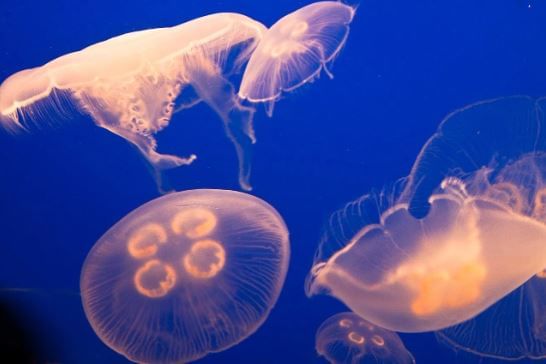 अशा प्रकारे जेलिफिशचा कधीच मृत्यू होत नाही, असे म्हटले जाते. (टीप- या स्टोरीतील माहिती इंटरनेटवर उपलब्ध असलेल्या स्त्रोतांवर आधारलेली असून ही माहिती प्राथमिक स्वरुपाची आहे. अधिक माहितीसाठी तज्ज्ञांशी संपर्क साधा)