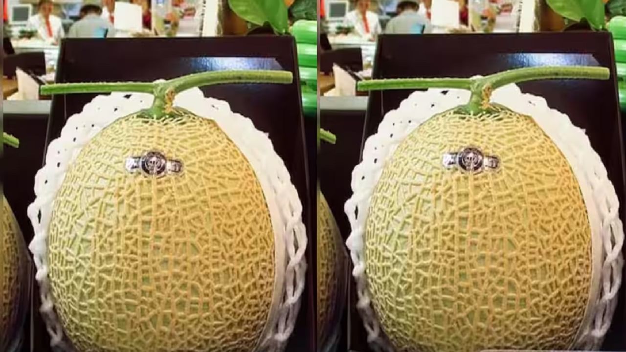 फळांच्या जगातला आयफोन..., एका खरबूजच्या किमतीत चमकदार एसयूव्ही घरी आणाल, असं काय आहे फळात? फळांच्या जगातला आयफोन..., एका खरबूजच्या किमतीत चमकदार एसयूव्ही घरी आणाल, असं काय आहे फळात?