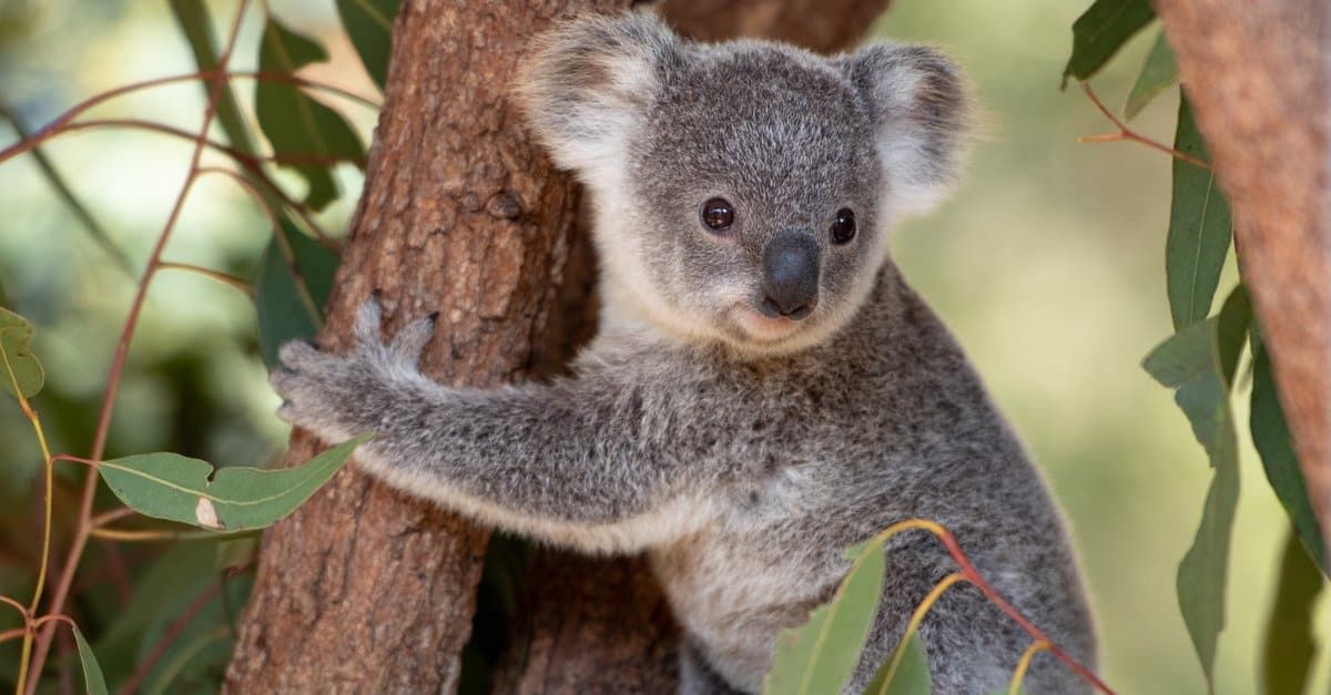 Koala : कोआला हे मार्सुपियल पूर्व ऑस्ट्रेलियाच्या जंगलात राहतात. कोआला तीन फूट उंच वाढतात आणि त्यांचे शरीर फुगलेले, राखाडी-तपकिरी असते. त्यांचे हातपाय लहान,तोंड मोठे, गोलाकार कान आणि त्यांचा चेहरा कार्टूनसारखा गोंडस असतो. कोआला त्यांचे बहुतेक आयुष्य झाडांमध्ये घालवतात. झाडाच्या फांद्यांवर झोपून दिवसाचा बराच वेळ घालवतात..