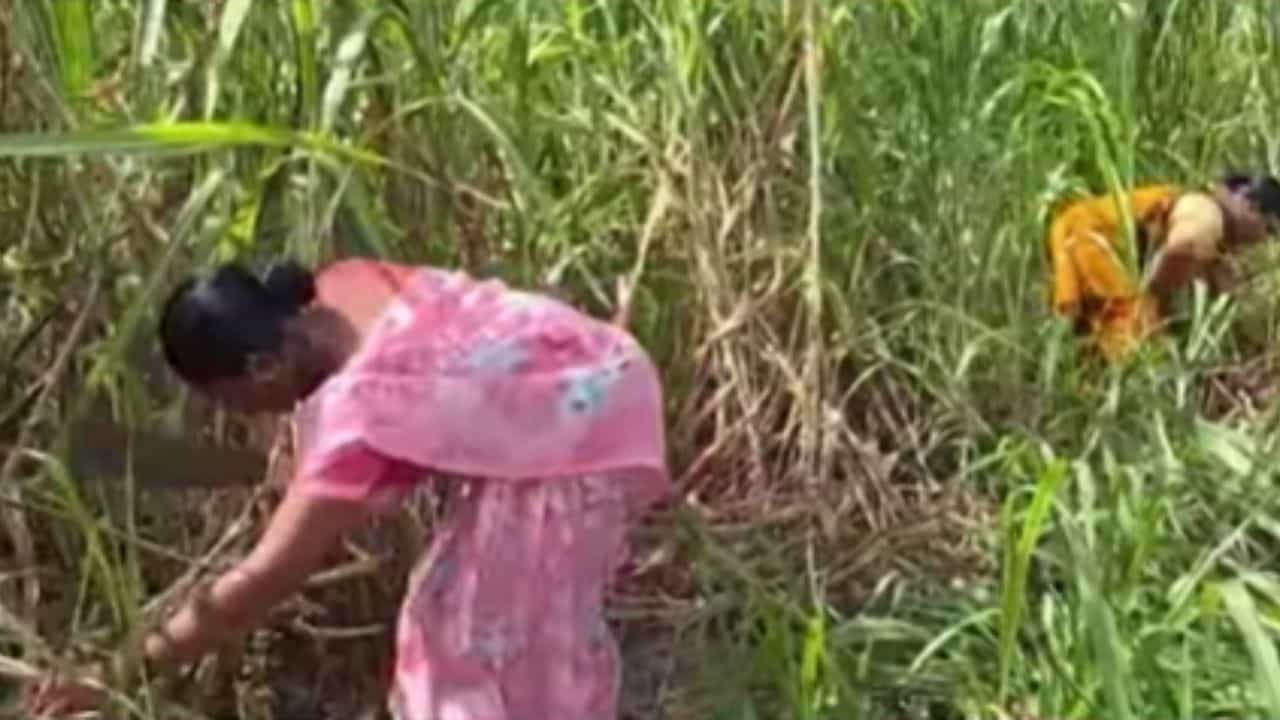 कावळ पिंपरीत नागरिकांनी गळ्यात बांधले कुत्र्याचे पट्टे! धक्कादायक कारण आल समोर