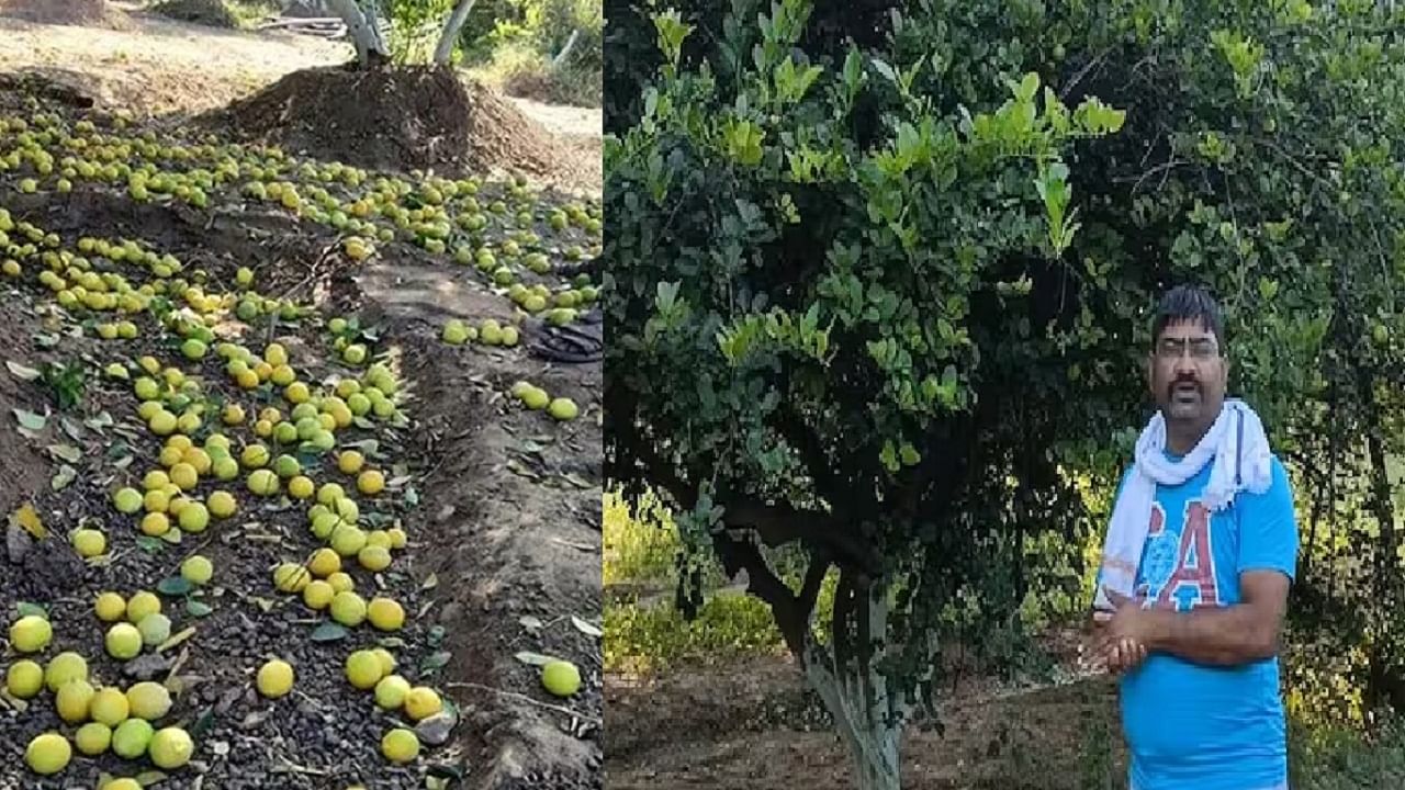 वडील वारले अन् शिक्षण अर्धवट सोडलं... शेतीत ढोरासारखा राबला... आज करोडोंची संपती; लेमन किंग कमावतोय लिंबातून पाण्यासारखा पैसा