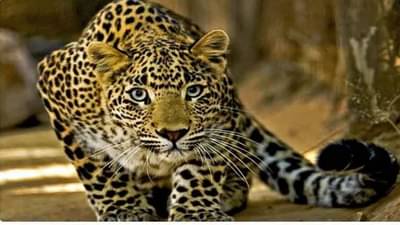 बिबट्याच्या हल्ल्यातून वाचायचं कसं? वापरा ही सर्वात सोपी ट्रीक, तुम्हाला माहिती आहे का?