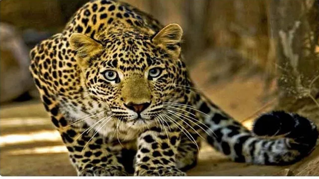 बिबट्याच्या हल्ल्यातून वाचायचं कसं? वापरा ही सर्वात सोपी ट्रीक, तुम्हाला माहिती आहे का?