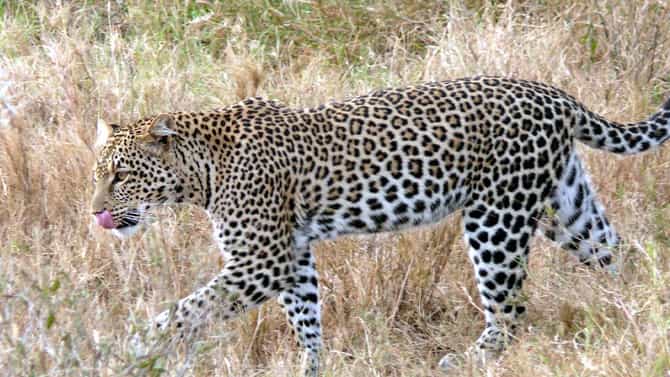 Ahilyanagar Leopard News : अखेर त्या नरभक्षक बिबट्याला ठार मारण्यात मोठे यश, वनविभागासह नागरिकांनी...