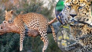 Leopard Sterilisation :  मोठी बातमी! कुत्रे, मांजरांप्रमाणे आता बिबट्याचीही होणार नसबंदी, बिबट्यांची दहशत अन् सर्रास वावर कमी होणार?
