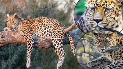 Leopard Sterilisation :  मोठी बातमी! कुत्रे, मांजरांप्रमाणे आता बिबट्याचीही होणार नसबंदी, बिबट्यांची दहशत अन् सर्रास वावर कमी होणार?