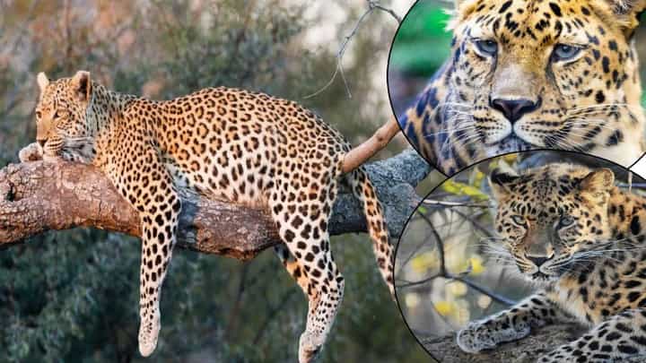 Leopard Sterilisation : मोठी बातमी! कुत्रे, मांजरांप्रमाणे आता बिबट्याचीही होणार नसबंदी, बिबट्यांची दहशत अन् सर्रास वावर कमी होणार? Leopard Sterilisation : मोठी बातमी! कुत्रे, मांजरांप्रमाणे आता बिबट्याचीही होणार नसबंदी, बिबट्यांची दहशत अन् सर्रास वावर कमी होणार?