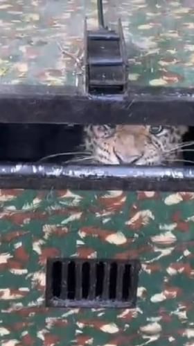 धुमाकूळ घालणारा बिबट्या पिंजऱ्यात अडकला.