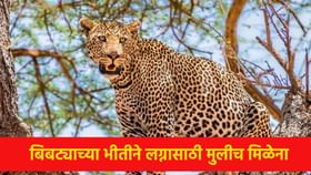 पुण्यात बिबट्याचा टेरर; मुलांना लग्नासाठी मुलीच मिळेना.