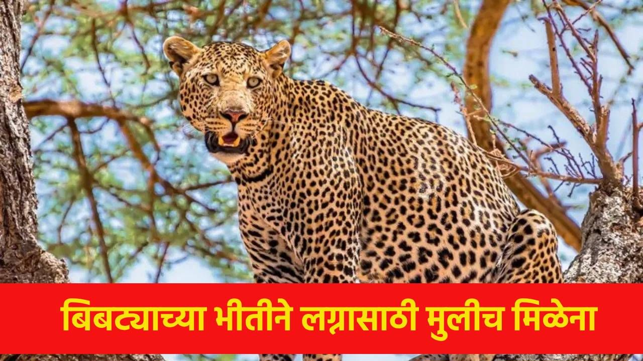 माफ करा पाव्हणं... पण तुमच्या गावात मुलगी नाही देऊ शकत... पुण्यात बिबट्याचा टेरर; मुलांना लग्नासाठी मुलीच मिळेना