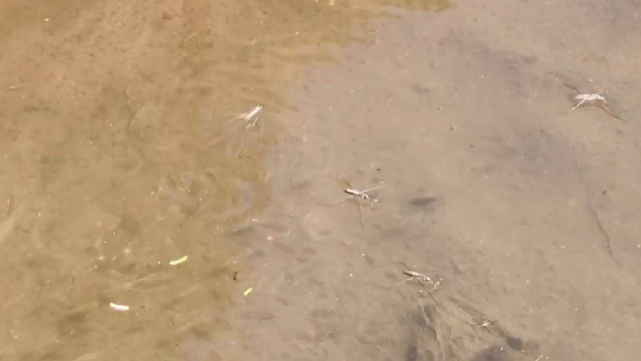 यंदा या परिसरात मोठ्या प्रमाणात अनेकदा अतिवृष्टी  झाली. लोणार शहरातील सांडपाणी सरोवरात थेट जाऊ नये म्हणून NEERI संस्थेने याठिकाणी प्रकल्प उभारला होता तोही धुळखात पडून आहे. शिवाय लोणार शहरातील सांडपाणी सरळ या सरोवरात मिसळलं जात असल्याने सरोवराची पाण्याची पातळी इतिहासात यंदा रेकॉर्ड ब्रेक वाढली.