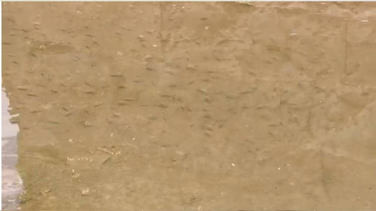 लोणार सरोवरातील पाणी हे अत्यंत अल्कधर्मी असल्याने यातच कधीही इतिहासात सजीव सृष्टी आढळल्याची नोंद नाही, ते जगातील   असे एकमेव सरोवर आहे.  सरोवरातील अल्कधर्मी पाणी असल्यामुळे यात कुठलेही मासे किंवा जीव जंतू जगू शकत नाही.