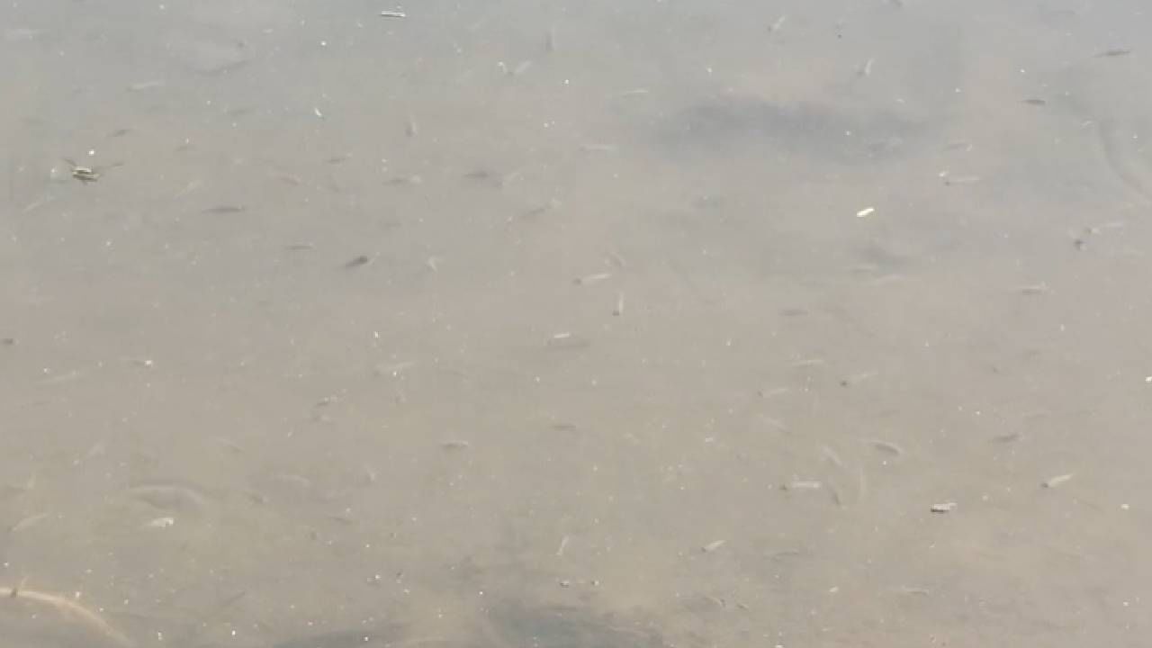 लोणार सरोवर उल्कापातामुळे तयार झाले होते आणि त्याचे पाणी खारट आणि क्षारीय आहे. पाण्याचा रंग बदलल्याने आणि खारटपणामुळे त्यात जीवसृष्टी दिसत नाही. 