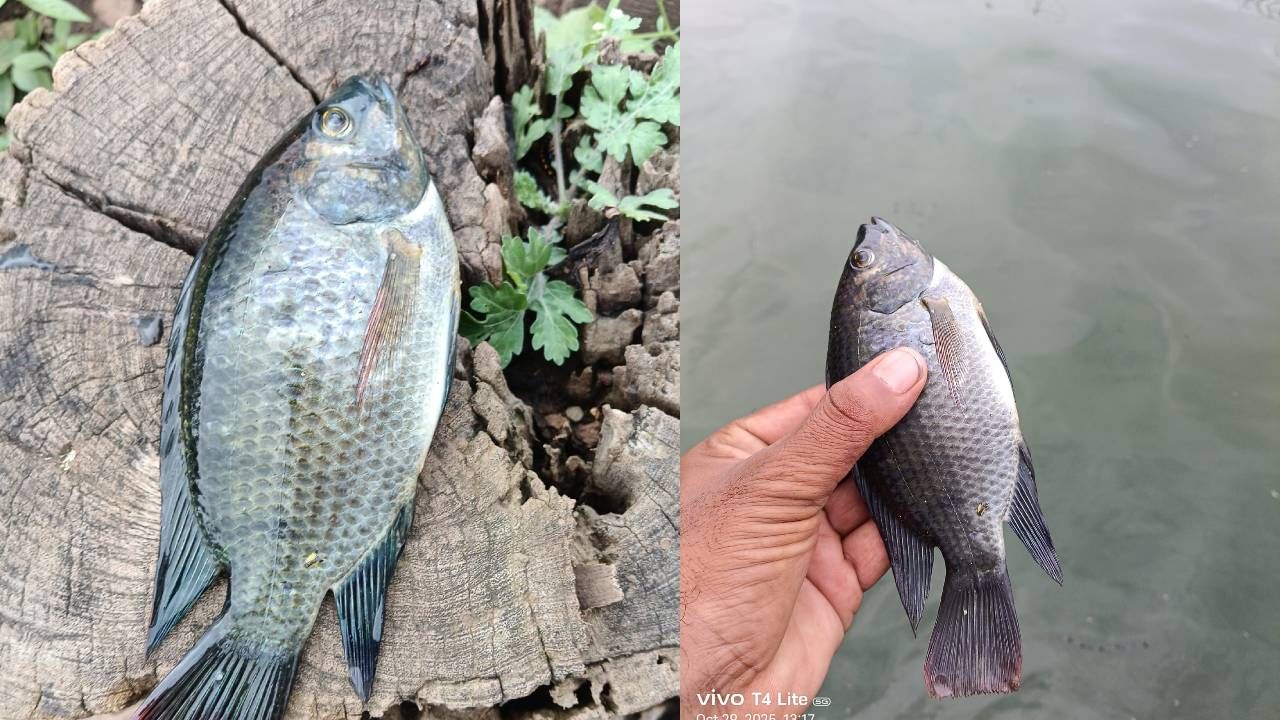 मात्र, आता लोणार सरोवरातील पाण्याचे गुणधर्म बदलत असल्याने यात सजीव सृष्टी निर्माण होताना दिसत आहे . या सरोवरच चक्क मासे मोठ्या प्रमाणात आढळत आहेत. अचानक मासे दिसल्याने सरोवराचे अस्तित्व धोक्यात येण्याची चिंता निर्माण झाली आहे.