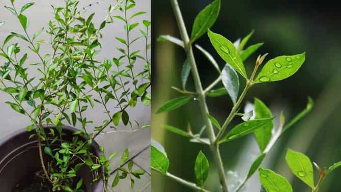 घराच्या भोवती मेहंदीचे झाड लावत असाल तर महत्त्वाची गोष्ट घ्या जाणून