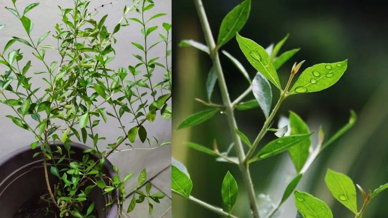 घराच्या भोवती मेहंदीचे झाड लावत असाल तर महत्त्वाची गोष्ट घ्या जाणून