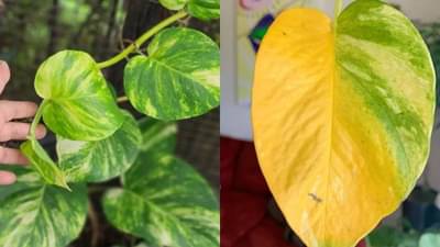 मनी प्लांटची पाने पिवळी होणार नाहीत? ‘या’ टिप्स फॉलो करा