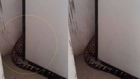 Nagpur Leopard : नागपूरातील घरात शिरला बिबट्या, मग असा केला जेरबंद.