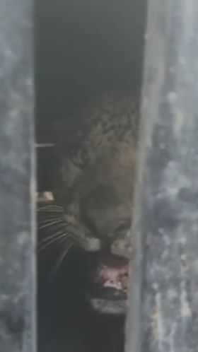 निफाड तालुक्यातील देवगाव येथे बिबट्या जेरबंद