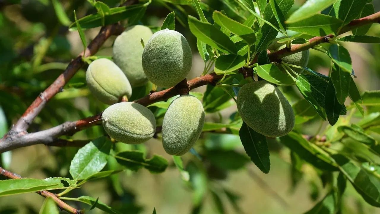 घरात बदामाचे झाड लावल्याने संपत्ती वाढते आणि कुटुंबातील सदस्यांची प्रगती सुधारते. बदामाची पाने थोडी मोठी आणि रुंद असतात, ज्यामुळे जास्त ऑक्सिजन तयार होतो, ज्यामुळे तुमच्या घराचा परिसर स्वच्छ राहतो आणि कुटुंबातील सदस्यांचे मनही आनंदी राहते.