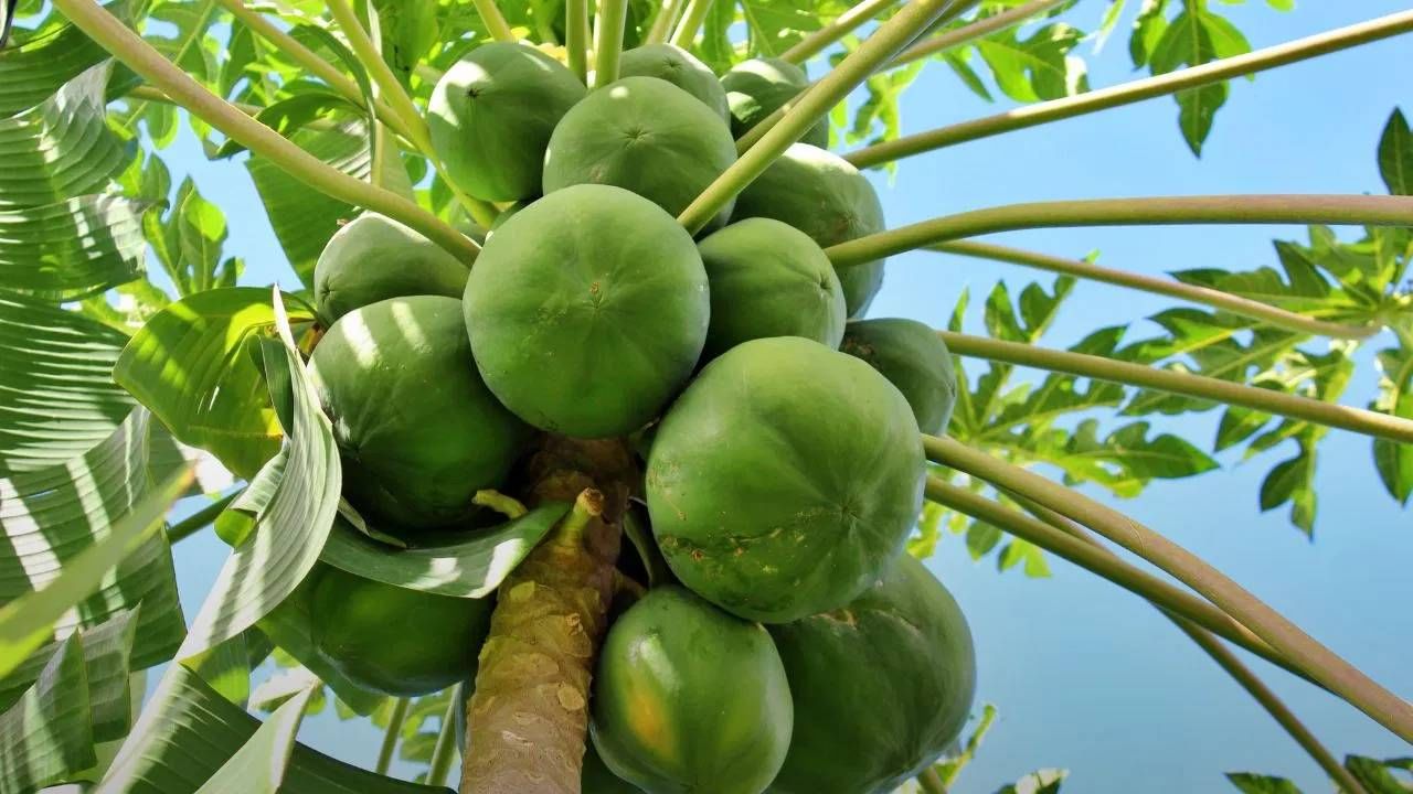 कायम डॉक्टर गर्भवती महिलांना पपई अजिबात न खाण्याचा सल्ला देताना दिसतात. पपई खाल्ल्याने आरोग्याच्या समस्या वाढण्याची अशावेळी अधिक शक्यता असते. 