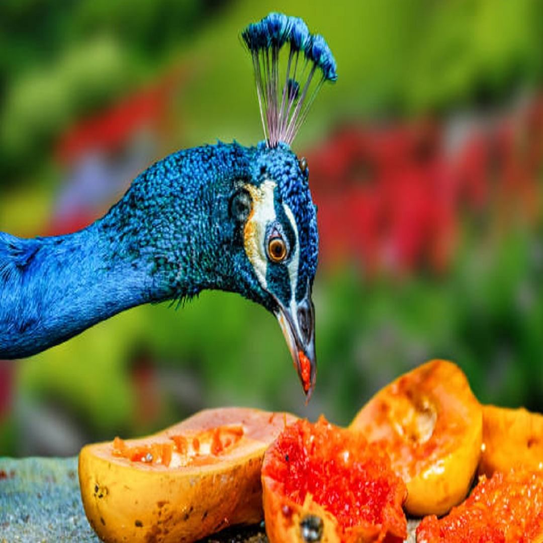 मोराला भारतात राष्ट्रीय पक्ष्याचा दर्जा आहे आणि तो राजस्थान, मध्य प्रदेश आणि दक्षिण भारतातील अनेक भागात आढळतो. मोर धान्य, फळे, कीटक आणि लहान प्राणी खातात. चांगला आहार त्यांचे आरोग्य आणि दीर्घायुष्य सुधारतो.