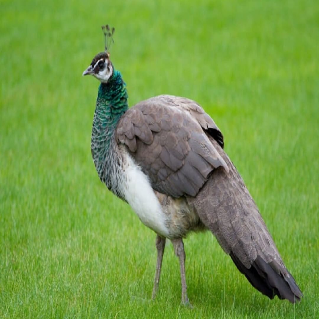 वन्य भागात राहणारे मोर सुमारे 15 ते 20 वर्षे जगतात, कारण त्यांना हवामान आणि भक्षकांपासून धोका असतो.